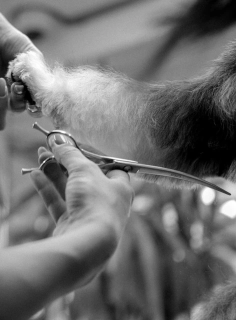 Professional pet care