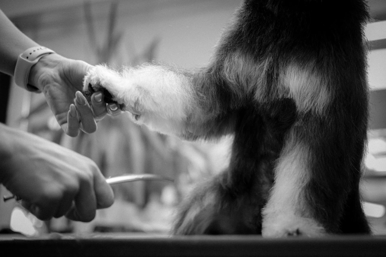 Professional pet grooming